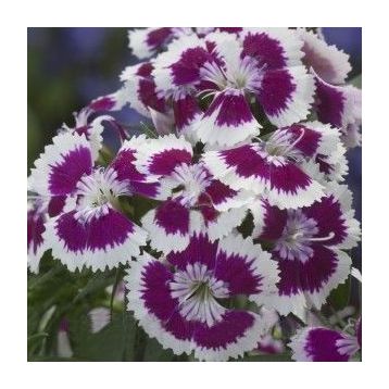 Аміко Purple Picotee насіння гвоздики дражоване (Kitano Seeds)
