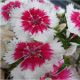 Аміко Crimson Picotee насіння гвоздики дражоване (Kitano Seeds)
