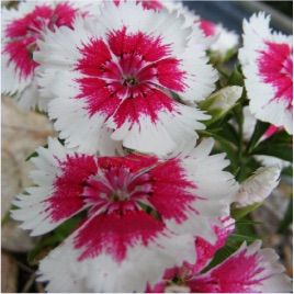 Аміко Crimson Picotee насіння гвоздики дражоване (Kitano Seeds)