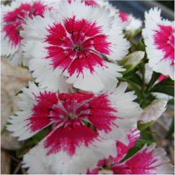 Аміко Crimson Picotee насіння гвоздики дражоване (Kitano Seeds)