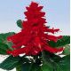 Аморе семена сальвии красной (Hem Genetics)