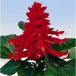 Аморе семена сальвии красной (Hem Genetics)