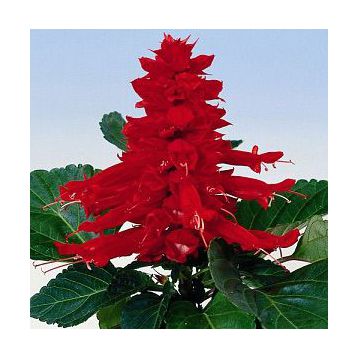 Аморе семена сальвии красной (Hem Genetics)