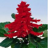 Аморе семена сальвии красной (Hem Genetics)