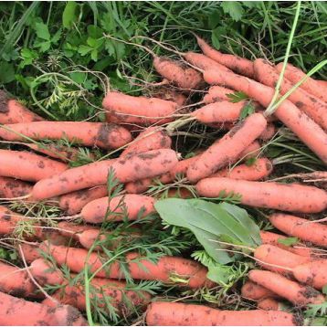 Тушон семена моркови Нантес (Hortus)