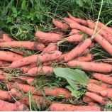 Тушон семена моркови Нантес (Hortus)