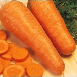 Шантане насіння моркви (Euroseed)