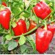 Калифорнийское чудо семена перца сладкого (Rem seeds)