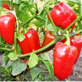 Каліфорнійське чудо насіння перцю солодкого (Rem seeds)