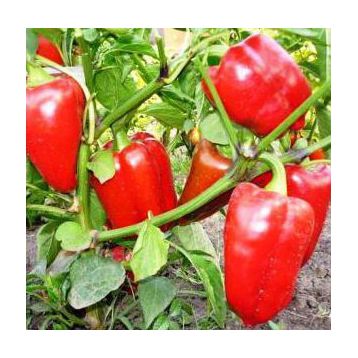 Калифорнийское чудо семена перца сладкого (Rem seeds)
