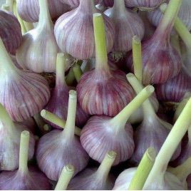 Любаша семена чеснока (GL Seeds)