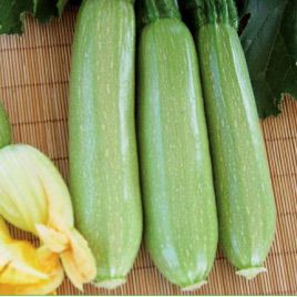Біллі F1 насіння кабачка (Innova Seeds)