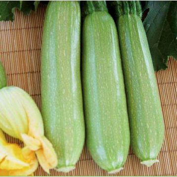 INX 1405 F1 (Билли F1) семена кабачка (Innova Seeds)