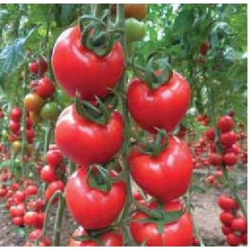 Эзги F1 семена томата индет. (Yuksel)