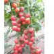Эзги F1 семена томата индет. (Yuksel)