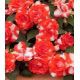 Султан Red Flash насіння бульзаміну (Kitano Seeds)