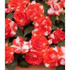 Султан Red Flash насіння бульзаміну (Kitano Seeds)