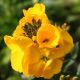 Абсолют Orange семена желтофиоля (Kitano Seeds)