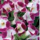 Адажио Burgundy семена торении дражированные (Kitano Seeds)