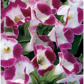 Адажио Burgundy семена торении дражированные (Kitano Seeds)