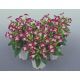 Адажио Burgundy семена торении дражированные (Kitano Seeds)