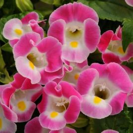 Адажио Pink семена торении дражированные (Kitano Seeds)
