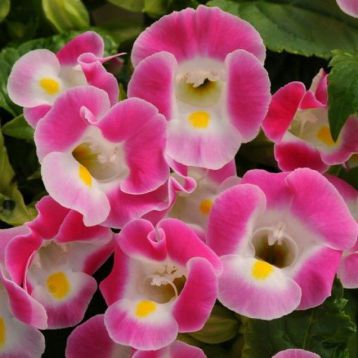 Адажио Pink семена торении дражированные (Kitano Seeds)