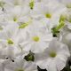 петунія Адреналин White (біла)