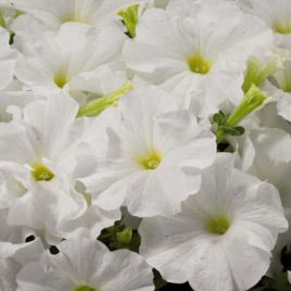 петунія Адреналин White (біла)