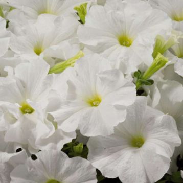 петунія Адреналин White (біла)