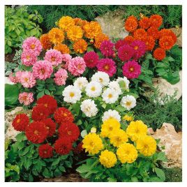 Адью Mix семена георгины (Kitano Seeds)