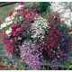 Аквамарин Mix насіння лобелії ампельної дражировані (Kitano Seeds)