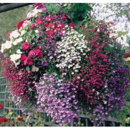 Аквамарин Mix насіння лобелії ампельної дражировані (Kitano Seeds)