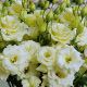 Еустоми АВС 1 F1 жовта (ABC 2 Yellow Cut Flower Lisianthus)