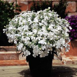 Аквамарин White насіння лобелії ампельної дражировані (Kitano Seeds)