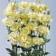 Еустоми АВС 1 F1 жовта (ABC 2 Yellow Cut Flower Lisianthus)