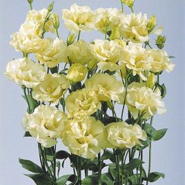 Еустоми АВС 1 F1 жовта (ABC 2 Yellow Cut Flower Lisianthus)