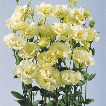 Еустоми АВС 1 F1 жовта (ABC 2 Yellow Cut Flower Lisianthus)