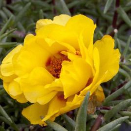 Портулак серії Амелія Yellow (желтая)