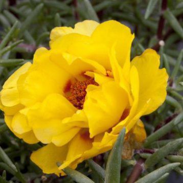 Портулак серії Амелія Yellow (желтая)