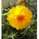 Портулак серії Амелія Yellow (желтая)