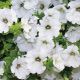 Петунія Амфора White (Вайт)