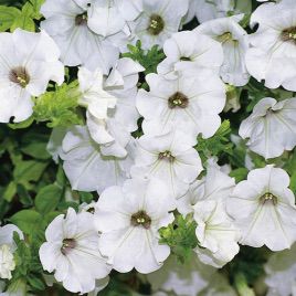 Петунія Амфора White (Вайт)
