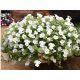 Петунія Амфора White (Вайт)