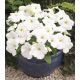 Петунія Амфора White (Вайт)