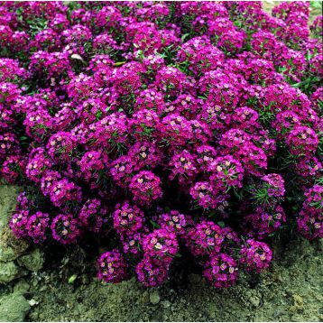 Аліссум Ангора Перпл (Purple)