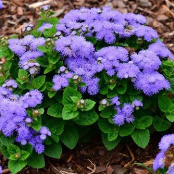 Принц Блу семена агератума (Prince Blue) (Kitano Seeds)