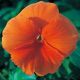 Династия Orange семена фиалки (Kitano Seeds)