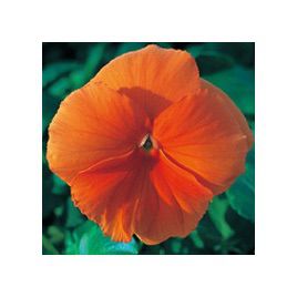 Династия Orange семена фиалки (Kitano Seeds)