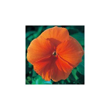 Династия Orange семена фиалки (Kitano Seeds)